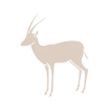 gazelle
